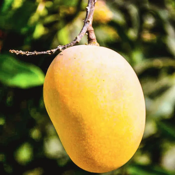 Ripe golden Badami mango ready for picking