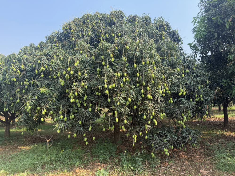 Mango tree loaded with fresh mangoes at a farm near Bengaluru