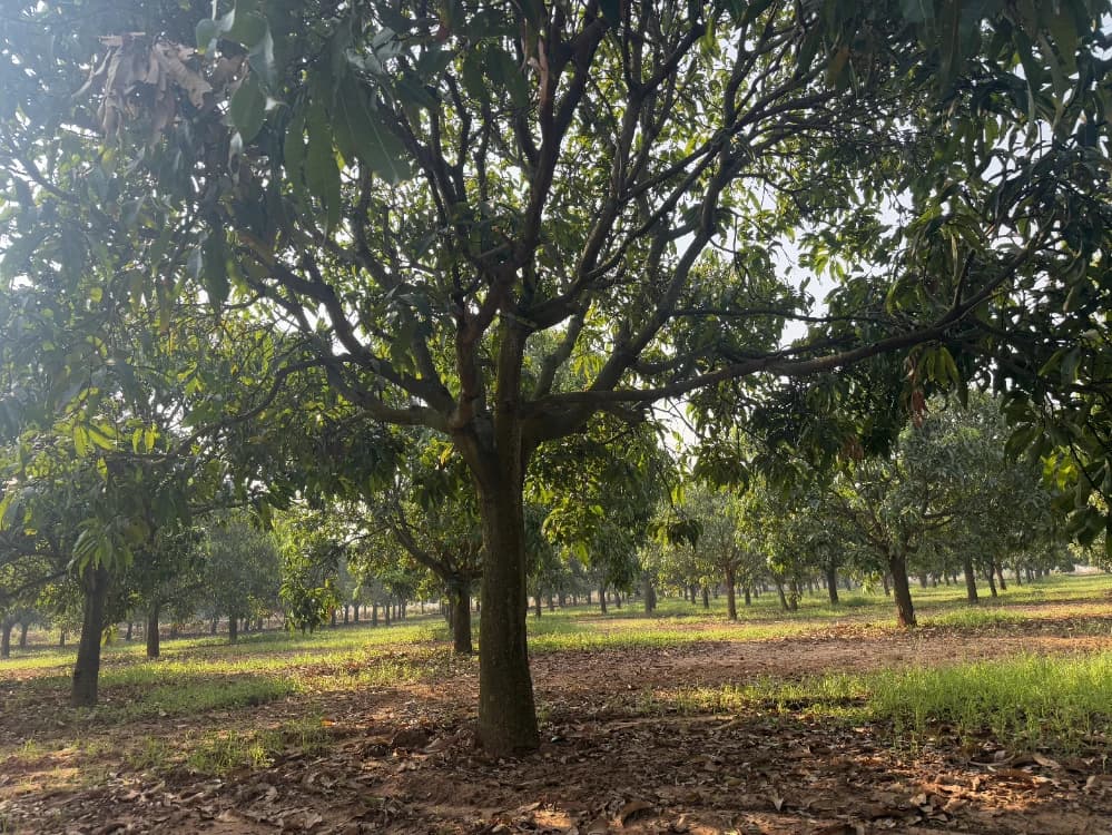 A walk through a mango orchard