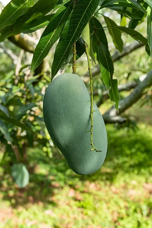 Green Mallika mango hanging from a tree
