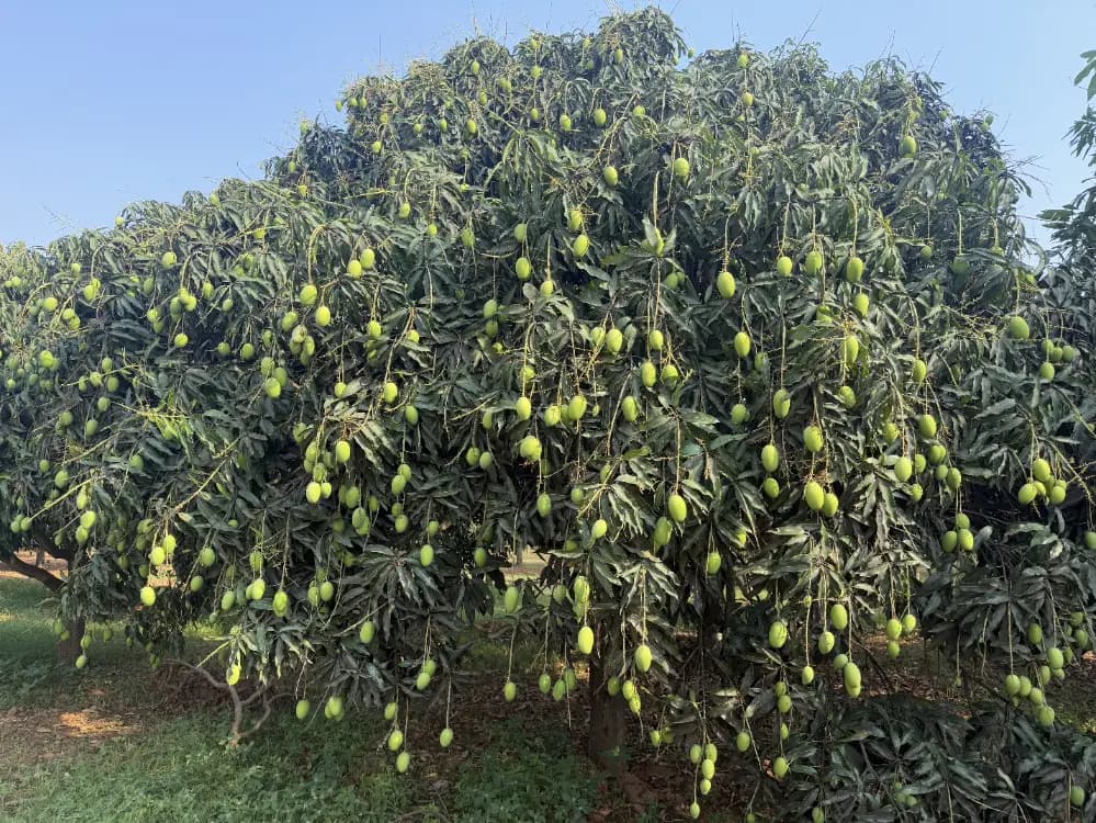 Tri Mango Farm