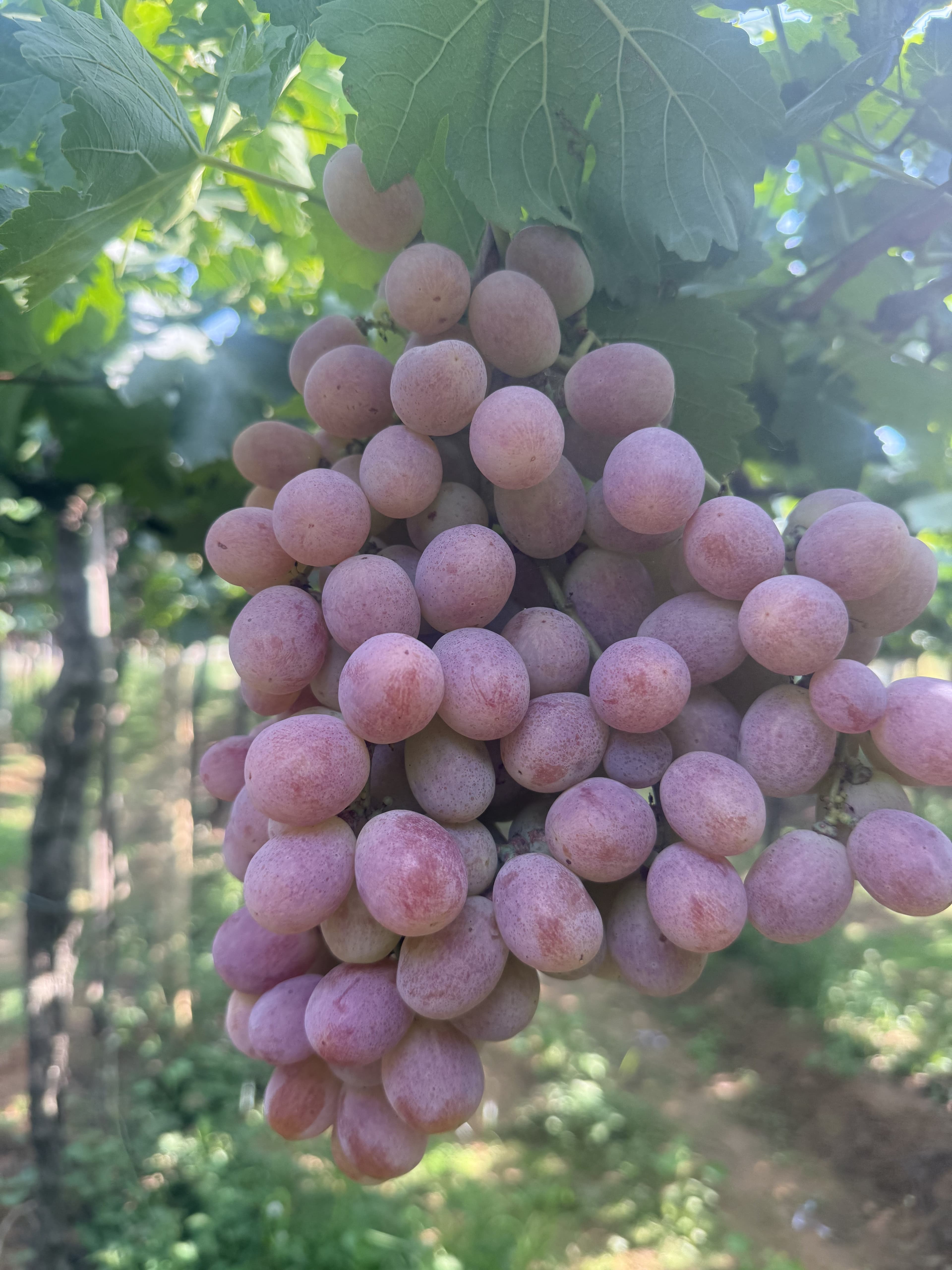 Red Globe Vineyard