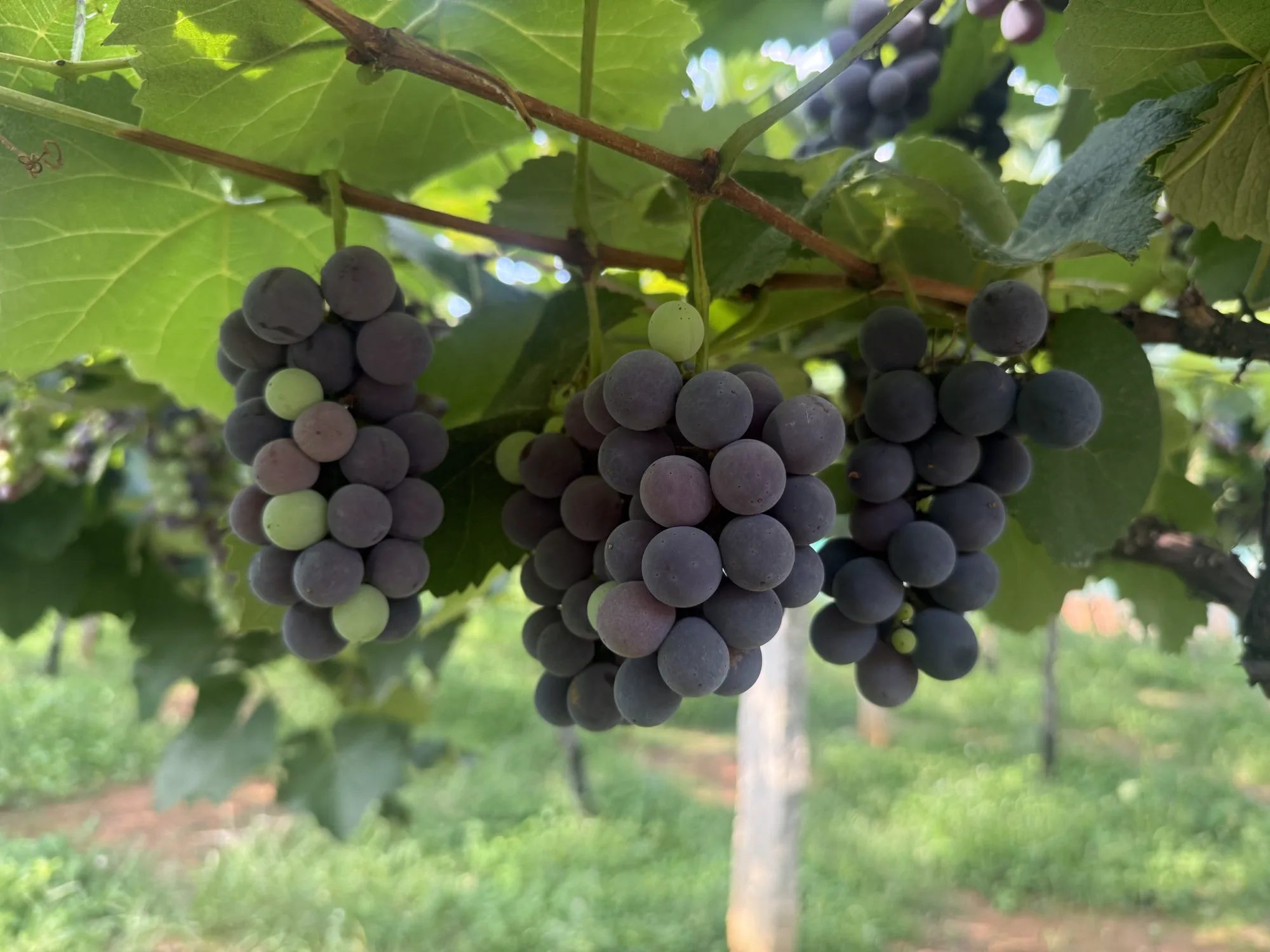 Bengaluru Blue Grapes